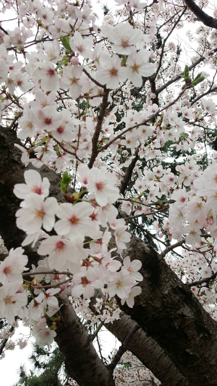 桜がつなぐ笑顔と笑顔